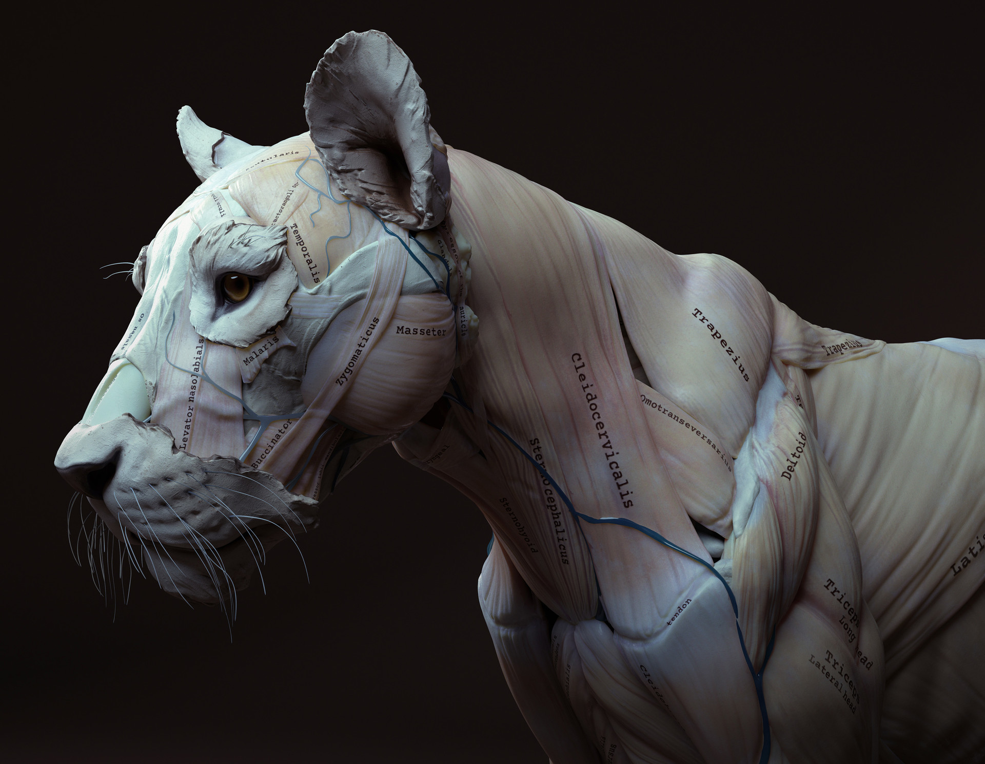 狮子肌肉解剖3d模型lionanatomy