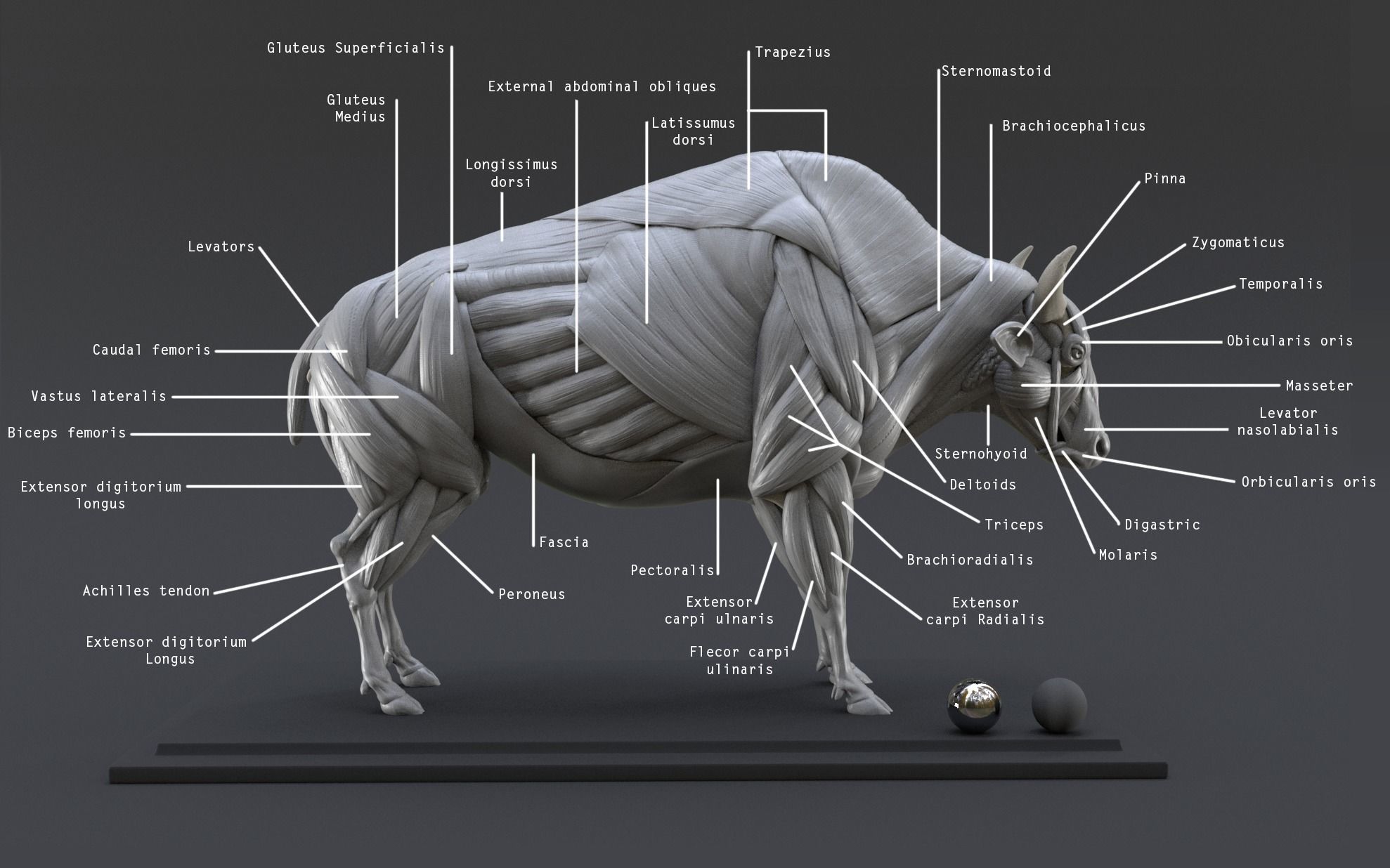 bison-ecorche-model-muscles-study-3d-model-obj-mtl-ztl.png